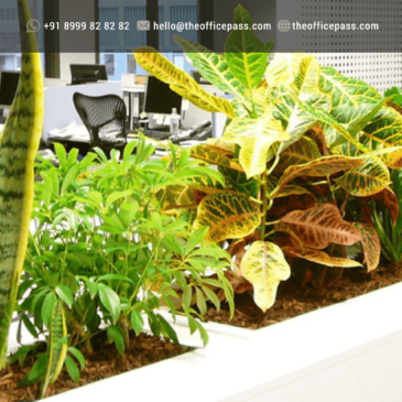 Improve Air Quality at Work Place by using plants