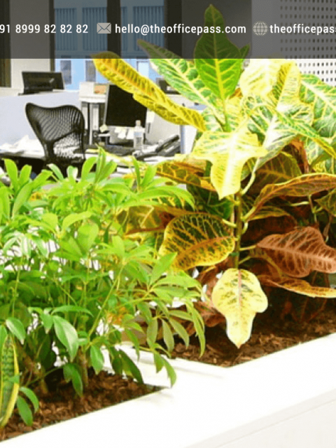 6 Best Plants for Improving Air Quality at Workplace - The Office Pass (TOP)