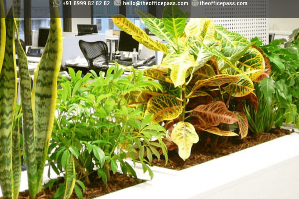 6 Best Plants for Improving Air Quality at Workplace - The Office Pass (TOP)