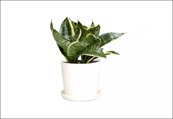 Improve Air Quality at Work Place by using plants