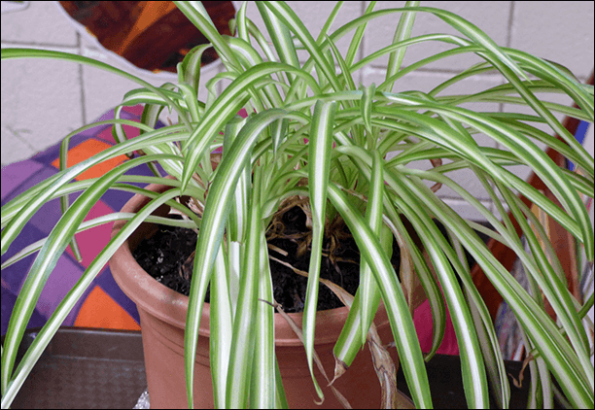 Improve Air Quality at Work Place by using plants